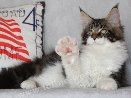 maine_coon_26 (Race)